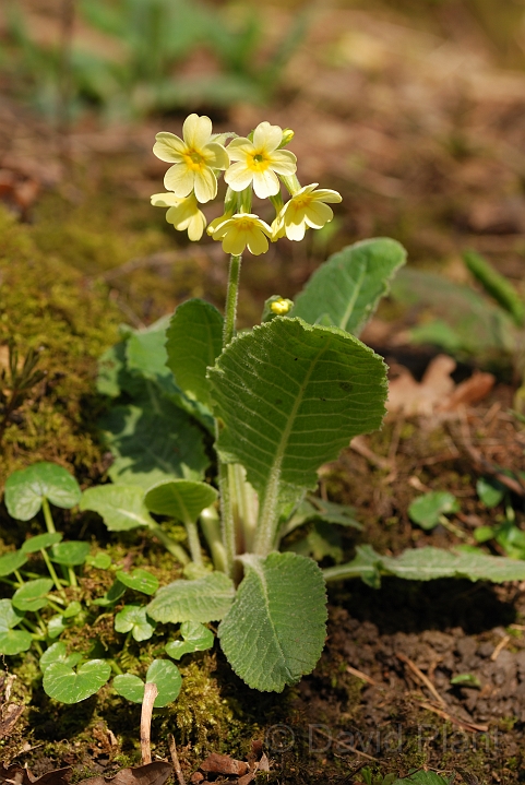 Oxlip plant - D.jpg - Oxlip plant in flower - Cambridgeshire